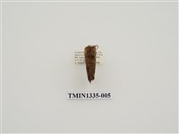 藏品(枯葉蛾科)的圖片